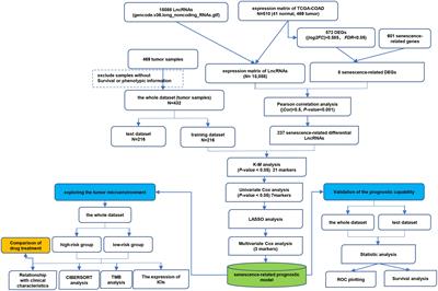 Prognostic cellular senescence-related lncRNAs patterns to predict clinical outcome and immune response in colon cancer